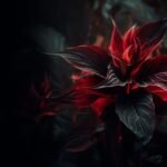 Close-up of burgundy-red tropical plant leaves against a dark background, highlighting dramatic coloration.