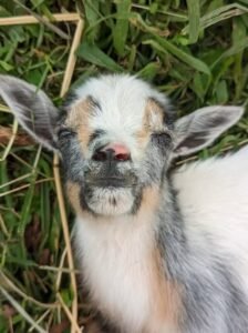Close-up of a sleeping baby goat with white, gray, and tan fur lying in grass.